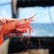 spot prawn